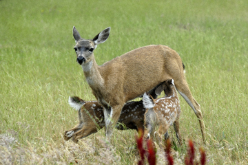 blog 135 Mendocino, Twin Deer babies nursing 2, CA_DSC4938-6.26.16.jpg