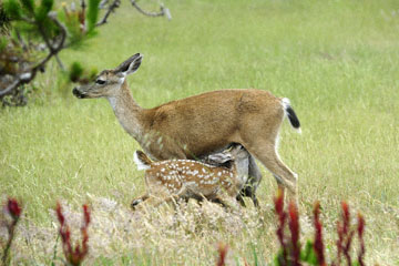 blog (6x4@300) 135 Mendocino, Twin Deer babies nursing, CA_DSC4933-6.26.16.jpg