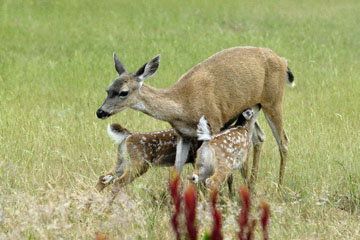 blog 135 Mendocino, Twin Deer babies nursing 2, CA_DSC4942-6.26.16.jpg