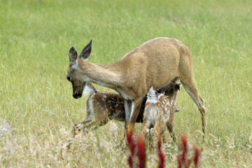 blog 135 Mendocino, Twin Deer babies nursing 2, CA_DSC4941-6.26.16.jpg